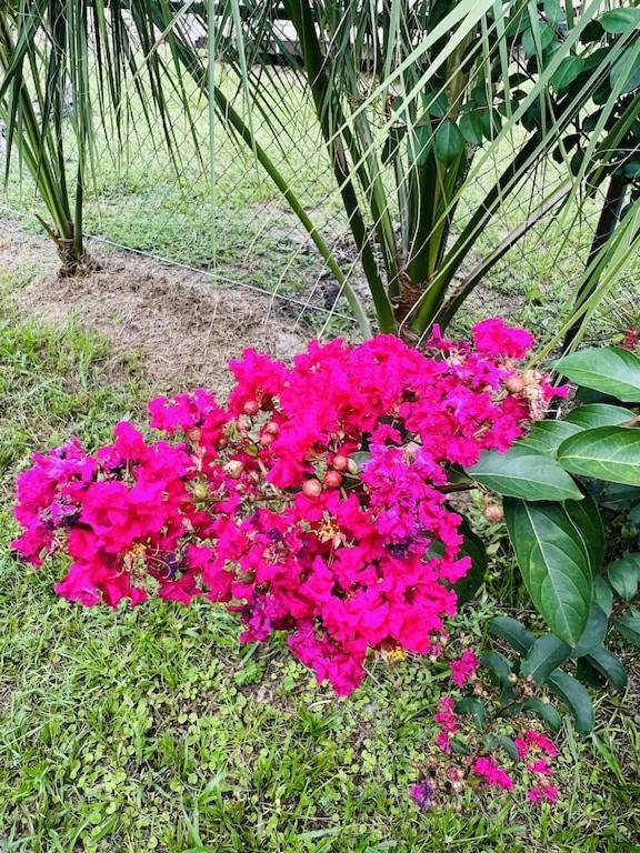 House Of Shells, Beautiful Garden, Fenced Yard, Dog Friendly, Fire Pit! Villa Crystal River Ngoại thất bức ảnh